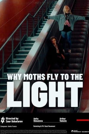 Why moths fly to the light?