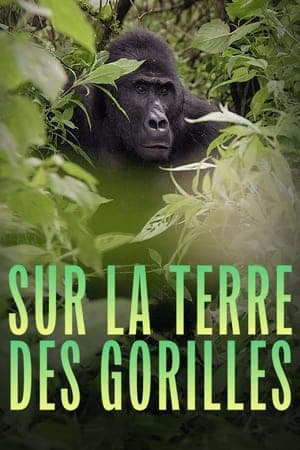 Sur la terre des gorilles